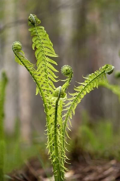 Sprouts of fern in mixed forest, typical, near Ekaterinburg, Ural Mountains, Russia; early spring. Ur39. 4203