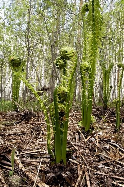 Sprouts of fern in mixed forest, typical, near Ekaterinburg, Ural Mountains, Russia; early spring. Ur39. 4201