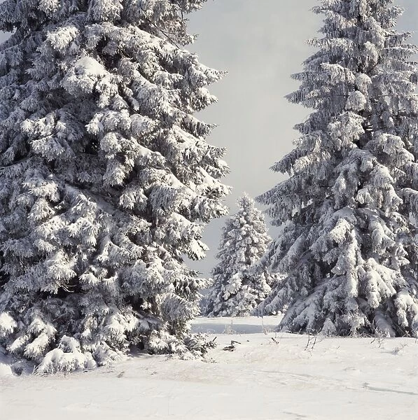 Spruce Fir Trees - covered in snow - High Fens - Belgium