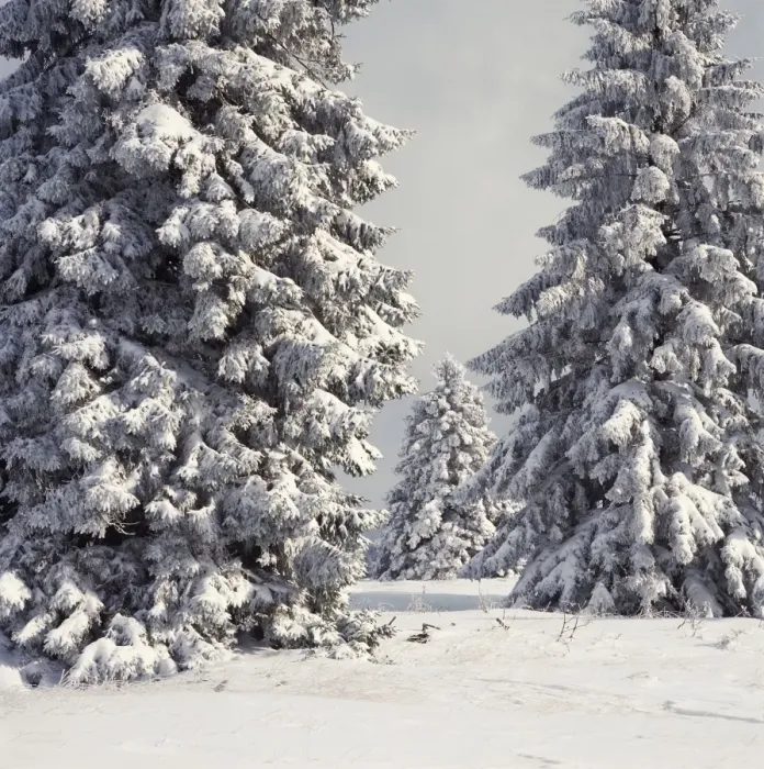 Framed Print : Spruce Fir Trees - covered in snow - High Fens - Belgium