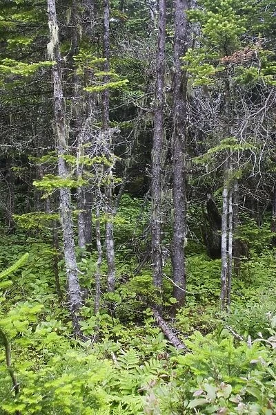 Spruce Forest Quebec, Canada