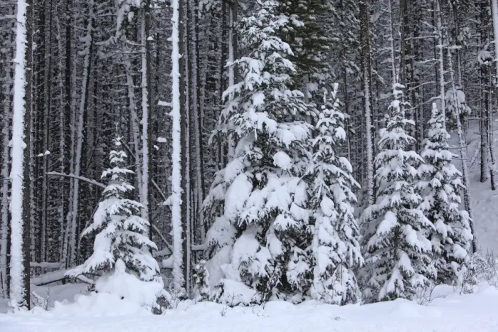 Framed Print : Spruce forest in the Rocky mountains around Jasper National Park. Alberta - Canada Framed Print : Spruce forest in the Rocky mountains around Jasper National Park. Alberta - Canada