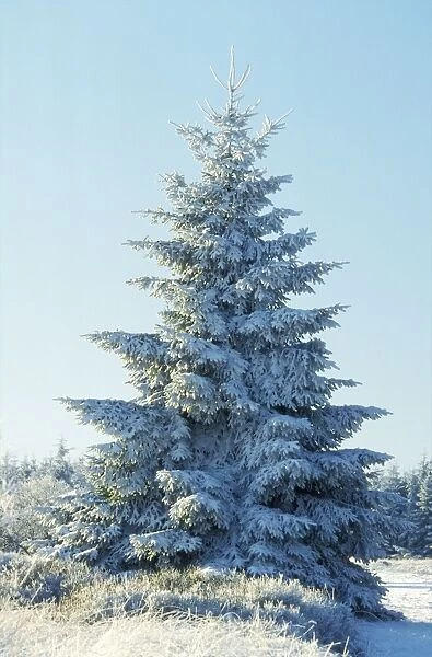 Spruce Tree ME 981 In snow © Johan De Meester  /  ardea. com