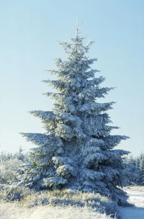 Framed Print : Spruce Tree ME 981 In snow © Johan De Meester / ardea. com Framed Print : Spruce Tree ME 981 In snow © Johan De Meester / ardea. com