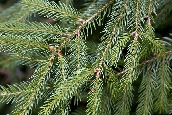 Spruce Tree - needles