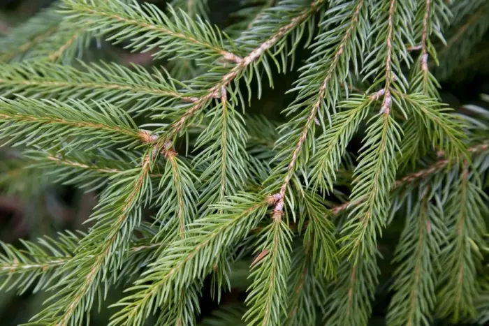 Framed Print : Spruce Tree - needles Framed Print : Spruce Tree - needles