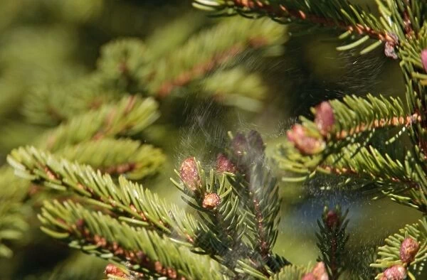 Spruce tree releasing pollen as a bird leaves it's perch. Maine, USA in June