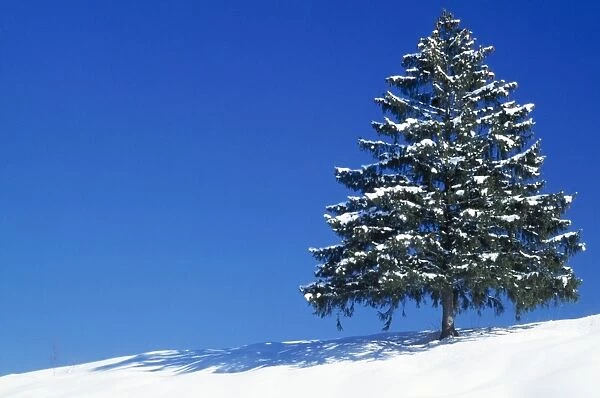 Spruce Tree In winter snow, Germany