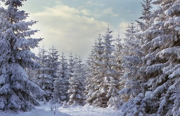 Spruce in winter - Belgium