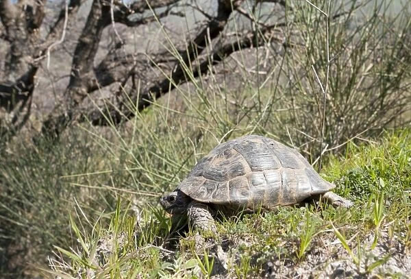 Spur-thighed Tortoise - in the countryside of West Lesvos (Lesbos) - Greece