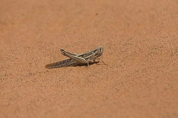 Spur-throated Plague Locust - on a sand dune near Mac Clark (Acacia peuce) Reserve, Northern Territory, Australia