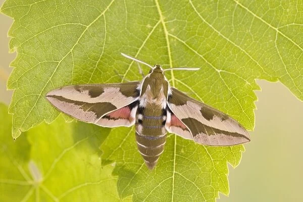 Spurge Hawkmoth - resting on leaf 005796