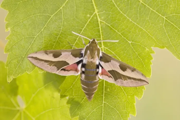 Framed Print : Spurge Hawkmoth - resting on leaf 005796 Framed Print : Spurge Hawkmoth - resting on leaf 005796