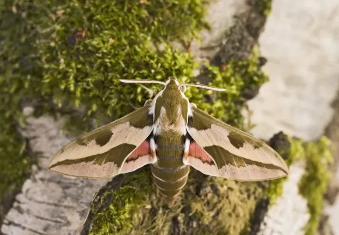 Framed Print : Spurge Hawkmoth - resting on trunk 005798