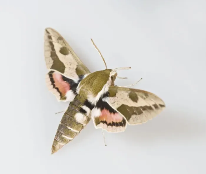Framed Print : Spurge Hawkmoth - white background 005722 Framed Print : Spurge Hawkmoth - white background 005722
