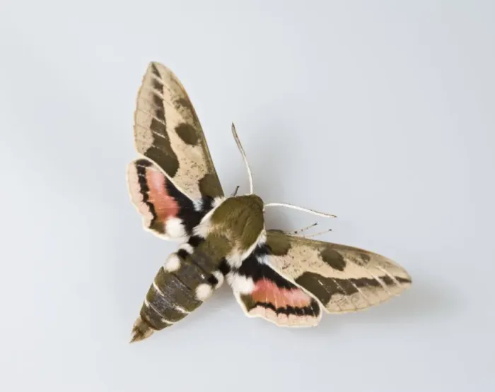 Framed Print : Spurge Hawkmoth - white background 005724 Framed Print : Spurge Hawkmoth - white background 005724