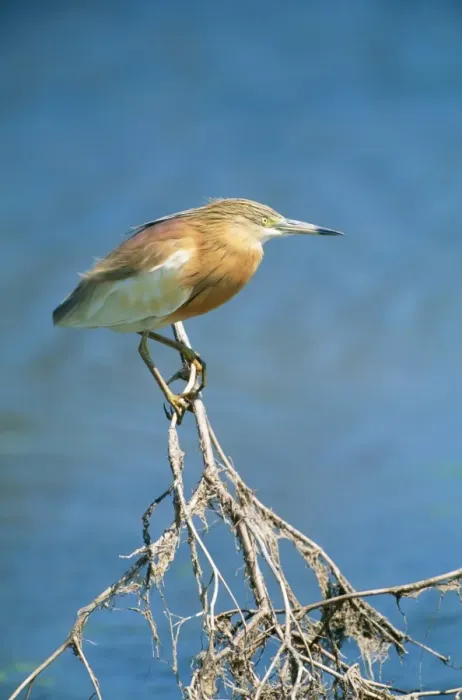 Framed Print : Squacco Heron GET 123 Ardeola ralloides © Geoff Trinder / ardea. com Framed Print : Squacco Heron GET 123 Ardeola ralloides © Geoff Trinder / ardea. com