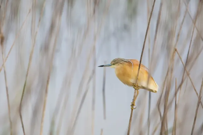 Framed Print : Squacco Heron - adult hunting among reeds - Southern Spain Framed Print : Squacco Heron - adult hunting among reeds - Southern Spain