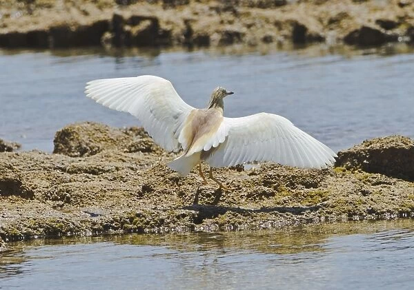 Squacco Heron - landing on rocks - Southern Turkey - May