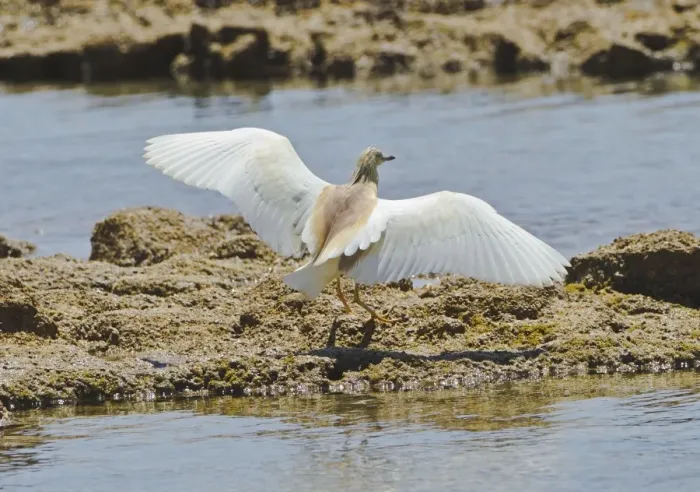 Framed Print : Squacco Heron - landing on rocks - Southern Turkey - May Framed Print : Squacco Heron - landing on rocks - Southern Turkey - May