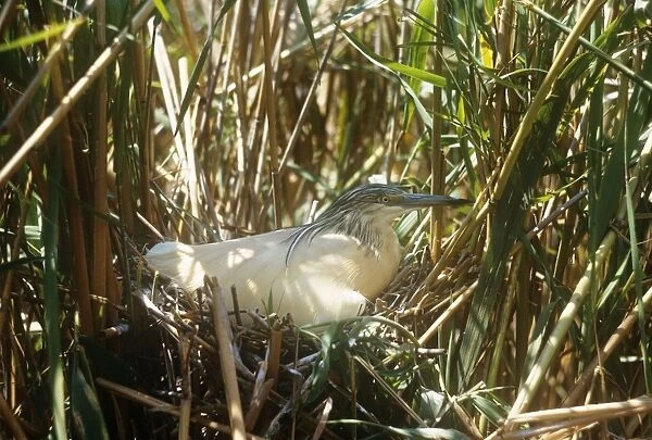 Squacco Heron - on nest