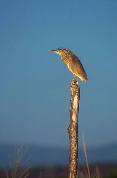 Squacco Heron. Perched on wooden post. Lake Baringo, Kenya. Africa
