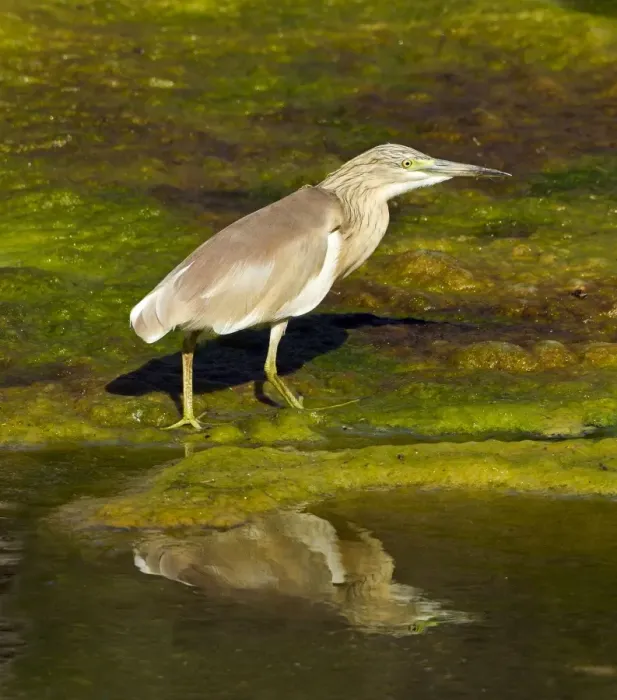 Framed Print : Squacco Heron - in pool - Southern Turkey - May Framed Print : Squacco Heron - in pool - Southern Turkey - May