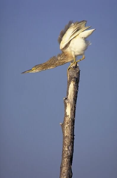 Squacco Heron. Preparing for take-off. Lake Baringo, Kenya. Africa