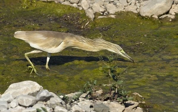 Squacco Heron - searching for food in pool - Southern Turkey - May
