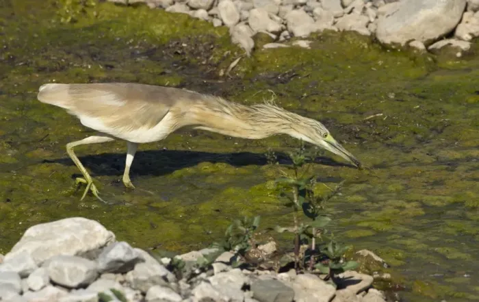 Framed Print : Squacco Heron - searching for food in pool - Southern Turkey - May Framed Print : Squacco Heron - searching for food in pool - Southern Turkey - May
