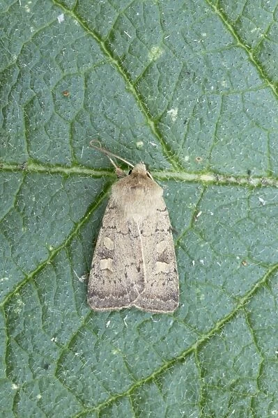 Square Spot Rustic Moth - Essex, UK IN000705