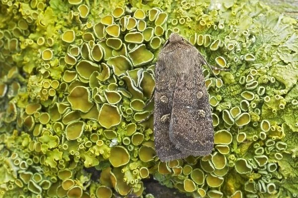 Square Spot Rustic Moth Xestia xanthographa Essex, UK IN000394