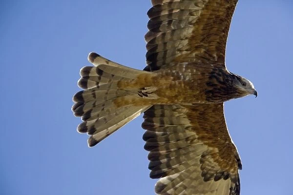 Square-tailed Kite - in flight - near Ti Tree, Northern Territory, Australia