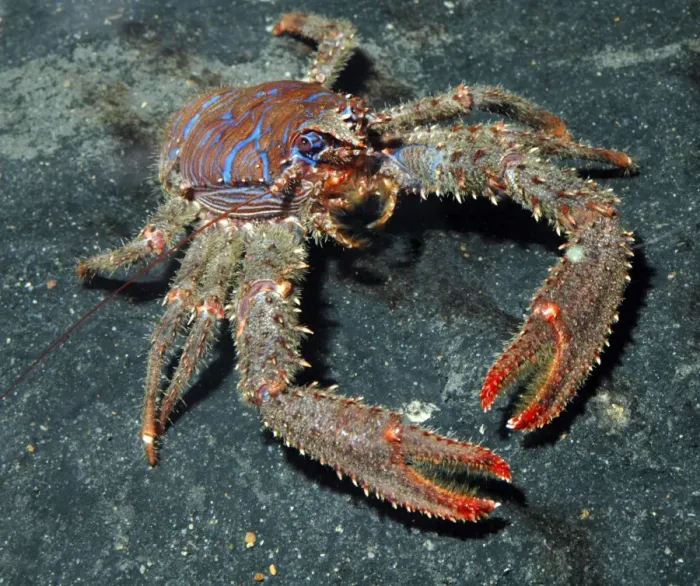 Framed Print : Squat Lobster- UK rocky coasts, N Atlantic and Mediterranean down to 35m Framed Print : Squat Lobster- UK rocky coasts, N Atlantic and Mediterranean down to 35m