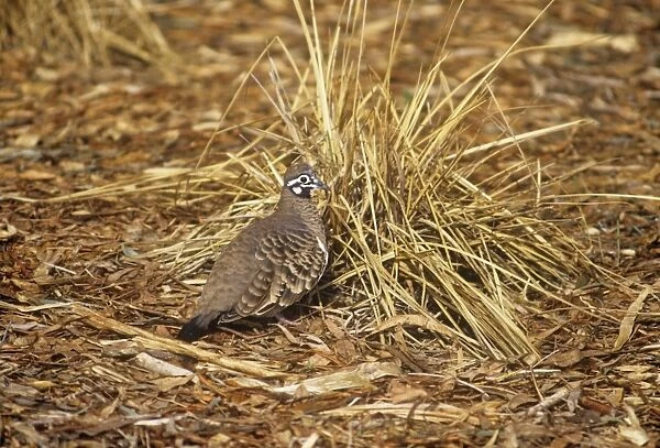 Squatter Pigeon - New South Wales to Cape York Australia