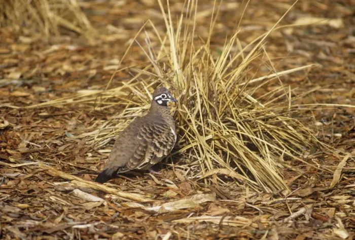 Framed Print : Squatter Pigeon - New South Wales to Cape York Australia Framed Print : Squatter Pigeon - New South Wales to Cape York Australia