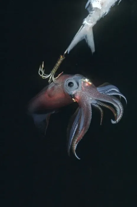 Framed Print : Squid - on a jag hook. Ths photo was taken under a native fishing boat at night. Squid have extremely variable colour patterns Malayasa Framed Print : Squid - on a jag hook. Ths photo was taken under a native fishing boat at night. Squid have extremely variable colour patterns Malayasa