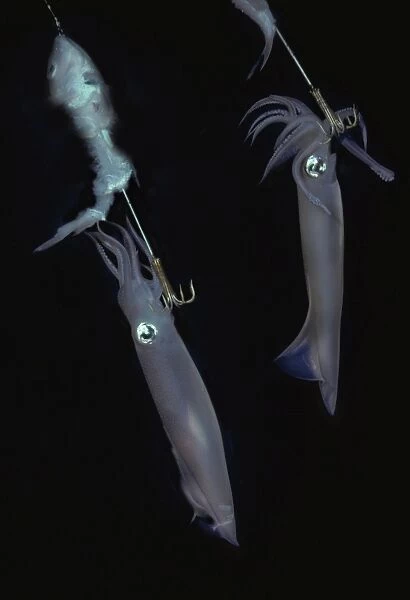 Squid - on jag hooks. Ths photo was taken under a native fishing boat at night. Squid have extremely variable colour patterns Malyasia