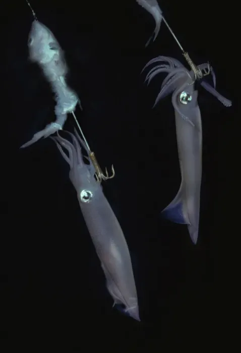 Framed Print : Squid - on jag hooks. Ths photo was taken under a native fishing boat at night. Squid have extremely variable colour patterns Malyasia Framed Print : Squid - on jag hooks. Ths photo was taken under a native fishing boat at night. Squid have extremely variable colour patterns Malyasia