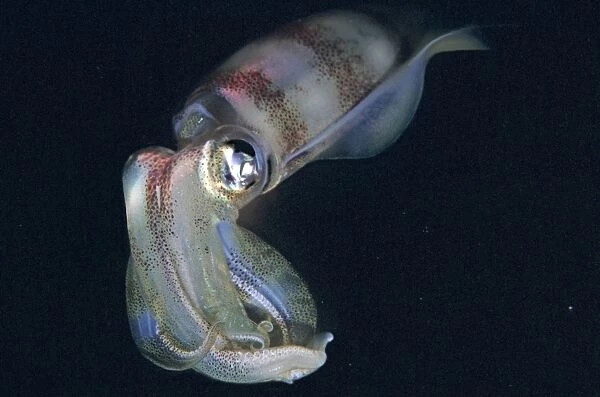 Squid - ths photo was taken at night. Squid have extremely variable colour patterns. They are an imprtant food for many island commuities. Milne Bay, Papua New Guinea