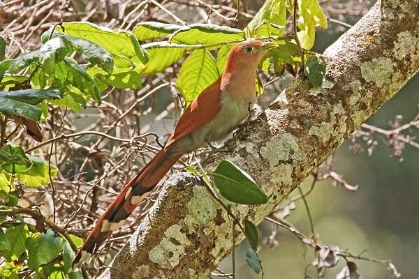 Squirrel Cuckoo. Nayarit Mexico in March