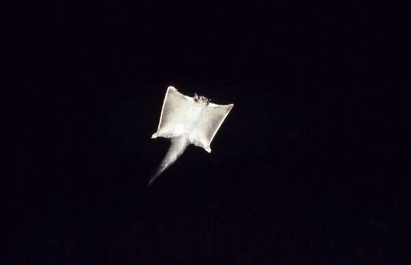 Squirrel Glider - gliding at night Fam: Petauridae