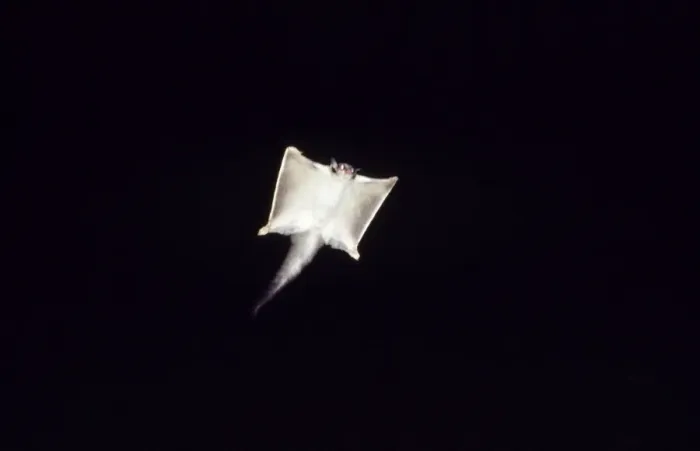 Framed Print : Squirrel Glider - gliding at night Fam: Petauridae Framed Print : Squirrel Glider - gliding at night Fam: Petauridae