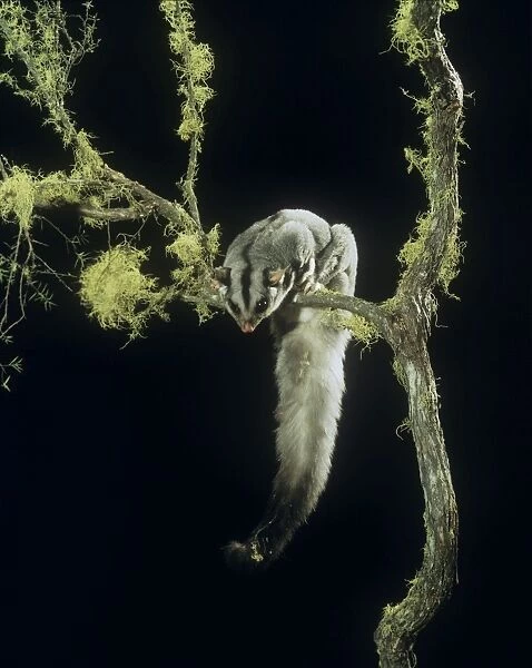 Squirrel Glider - perched on branch, showing underside of tail 