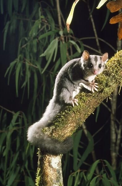 Squirrel Glider - rare marsupial of forests. Australia