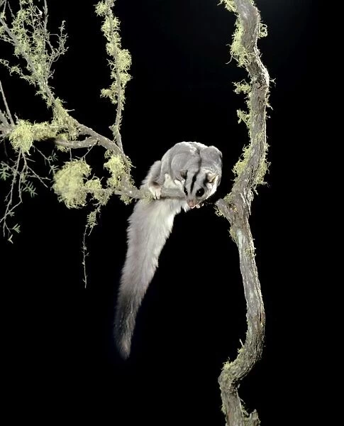 Squirrel Glider - In tree - eastern Australia JPF02843