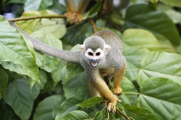 Squirrel Monkey Central Suriname Nature Reserve South America