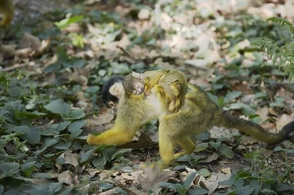 Squirrel Monkey - Mother forgaing on forest floor with baby on back Saimiri sciureus boliviensis Apenheul, Netherlands MA001520