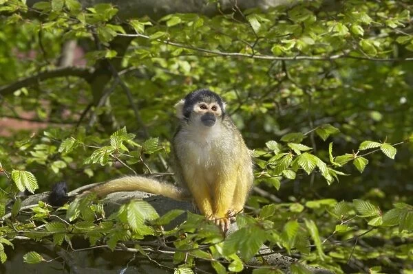 Squirrel Monkey Saimiri sciureus boliviensis Apenheul, Netherlands MA001522