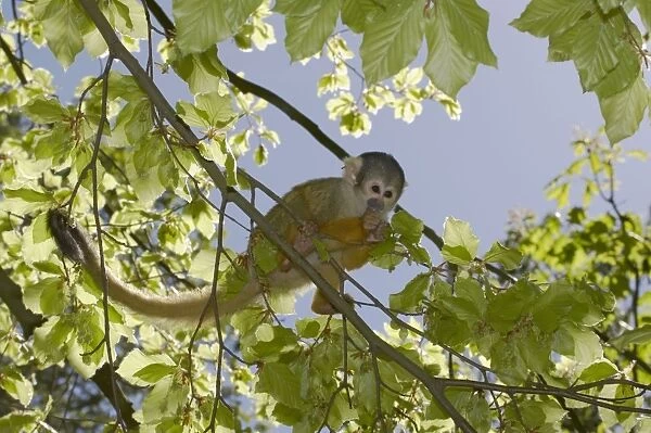 Squirrel Monkey Saimiri sciureus boliviensis Apenheul, Netherlands MA001525